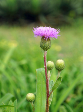 大薊花