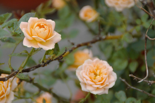 薔薇
