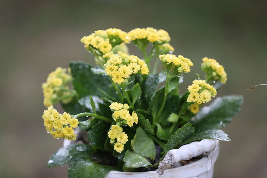 圣誕伽藍(lán)菜