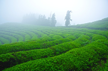 高山云霧茶