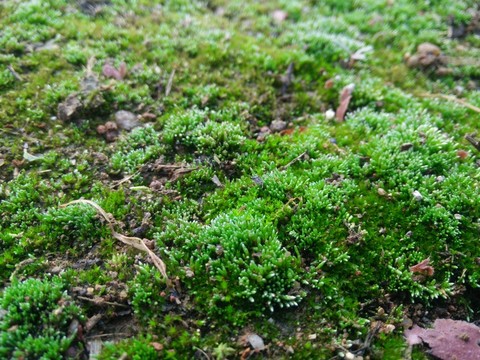 苔蘚