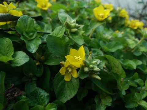 黃色小花