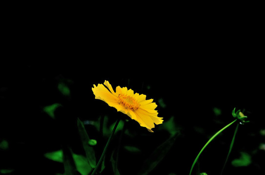 野菊花