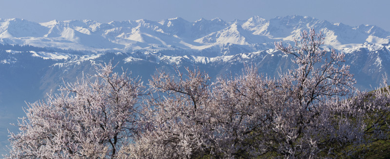 野杏花