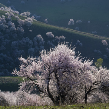 野杏花