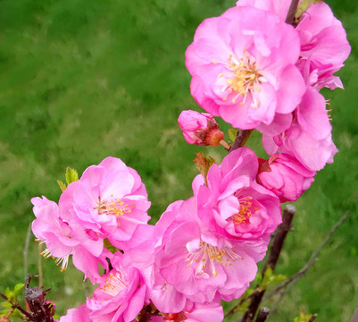 梅花