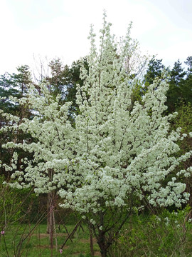 繁花似錦