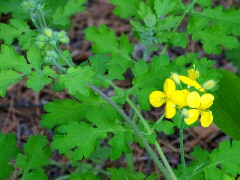 綠葉黃花