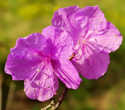 金達(dá)萊花（映山紅）