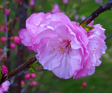 梅花