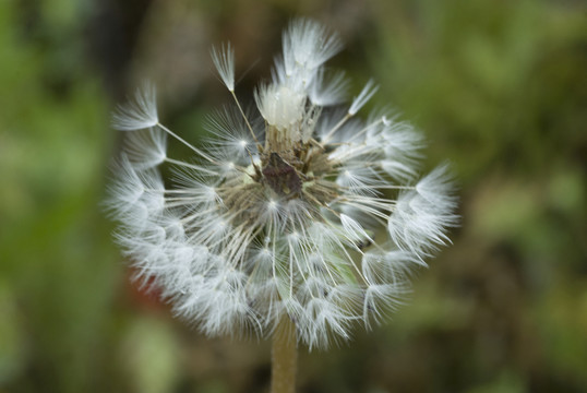 蒲公英花