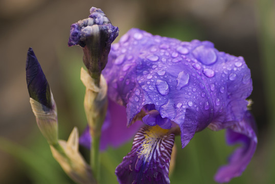 藍花
