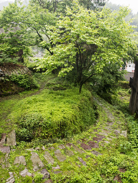 綠色小路
