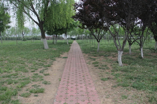 公園道路