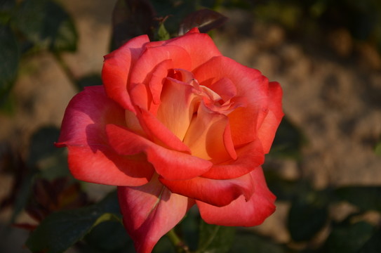 玫瑰花