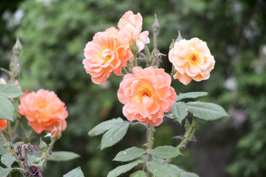 月季花