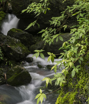 青苔流水