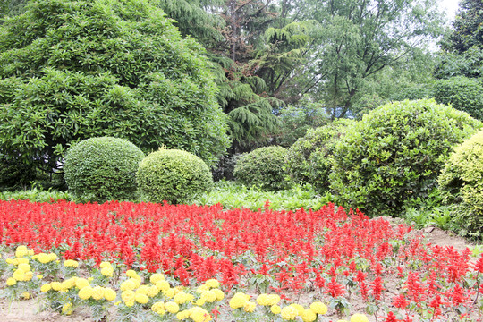 花卉