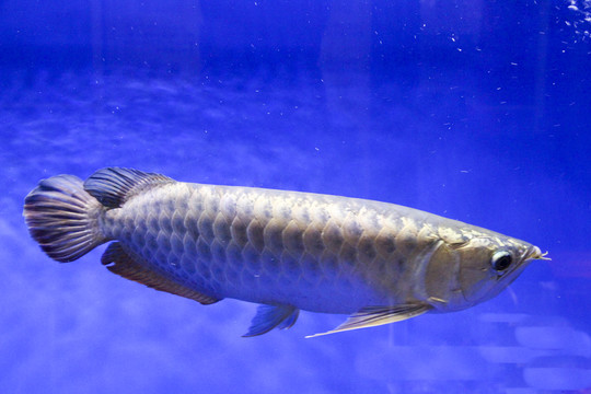 金龍魚