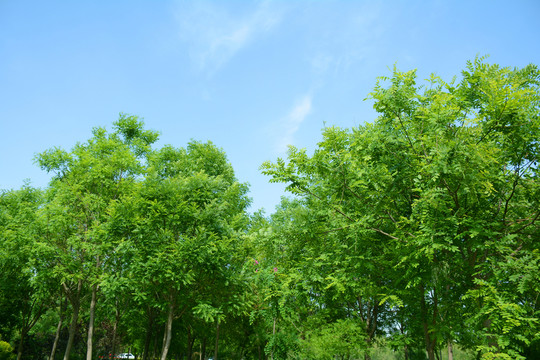 綠樹