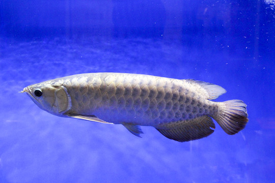 金龍魚