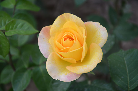 玫瑰花