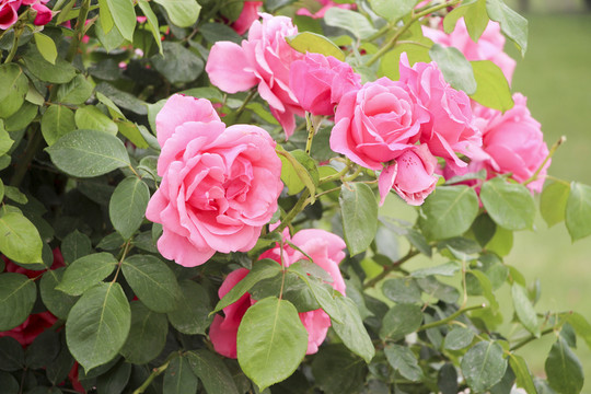 月季花