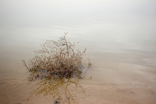 水草