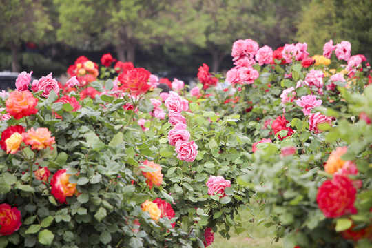 月季花