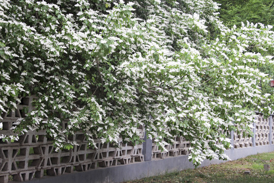 花墻