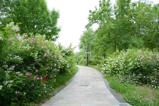 開滿鮮花的小路