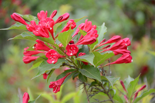錦帶花