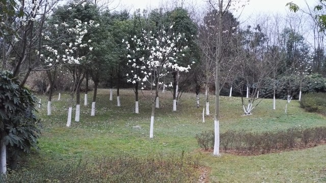樹林 花