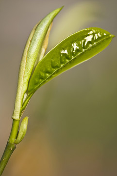 春芽嫩葉