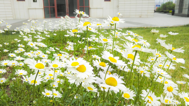 菊花園