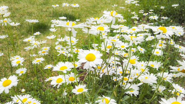草地菊花