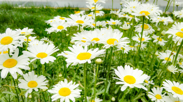 花叢 花海 綠葉白花