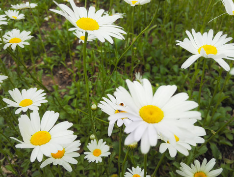 白色小花