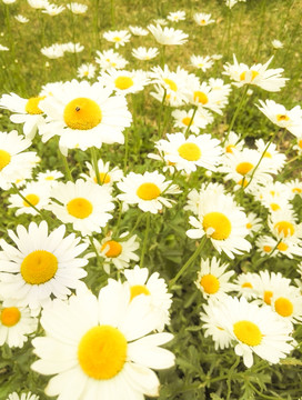 公園里的花