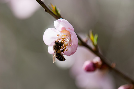 桃花蜜蜂