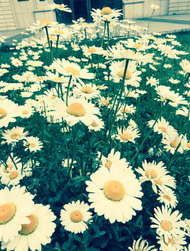 花叢 菊花叢 花園