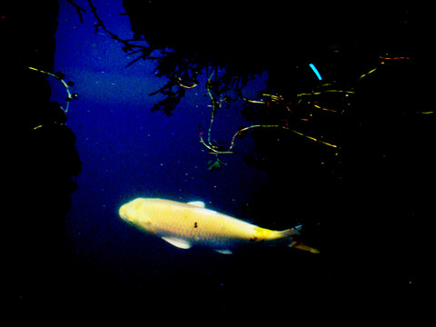 魚
