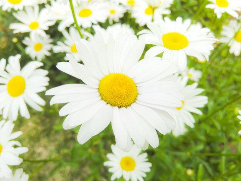 白雛菊 菊花特寫 菊花