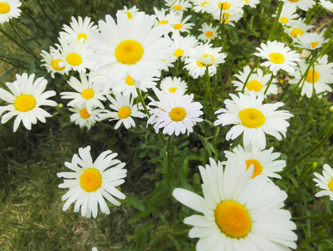 一片花從 白色花 菊花美圖