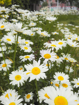 盛開(kāi)的菊花