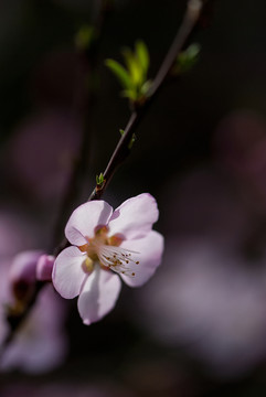 粉色桃花