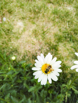 蜜蜂采蜜 白色雛菊花