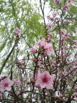 花朵