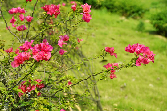 花叢花枝