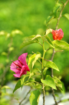 三角梅綠枝